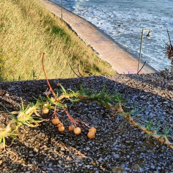 L'arte della natura  L'arte della natura